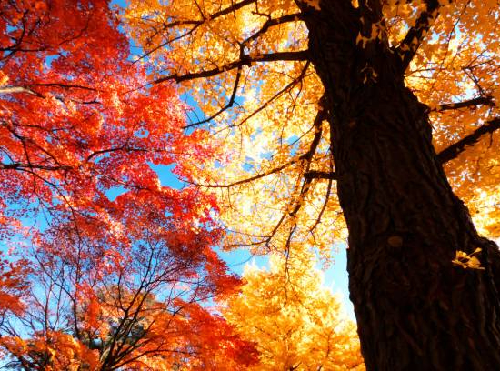 Orme résistant 'Sapporo gold '