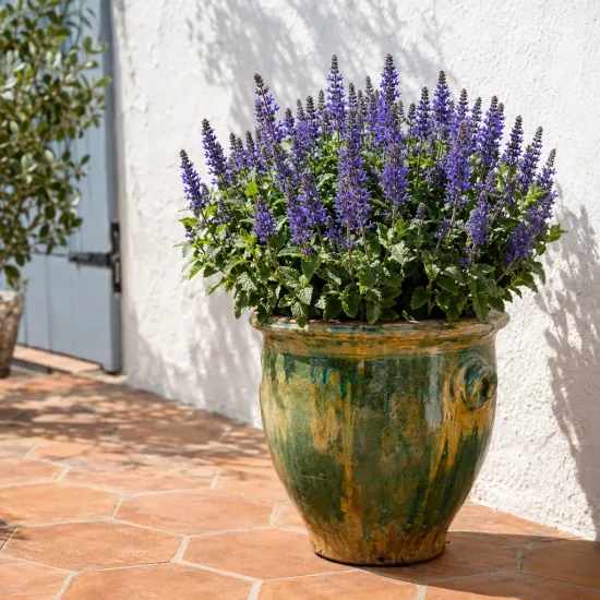 Sauge des bois 'New dimension blue' (Salvia nemorosa) — plante fleurie en pot vernissé sur terrasse · Photo d'illustration