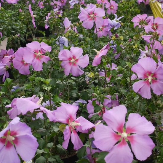 Althéa 'Hibisa parma'