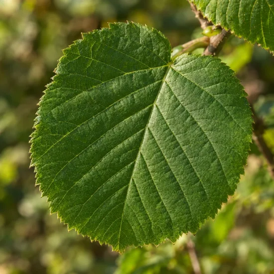 Noisetier segorbe 'Segorbe' (Corylus avellana) — gros plan sur une grande feuille verte · Photo d'illustration