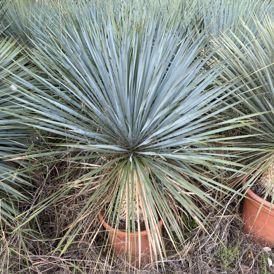 Yucca Rostrata
