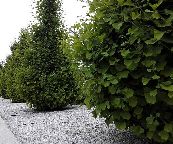 Charme commun 'Fastigiata'