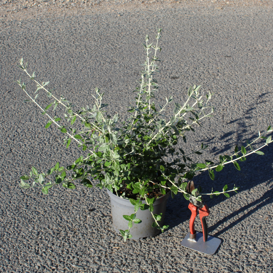 Germandrée arbustive