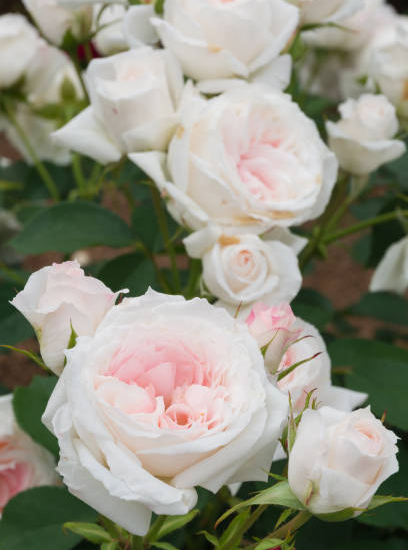 Rosier 'Mme de la valliere'