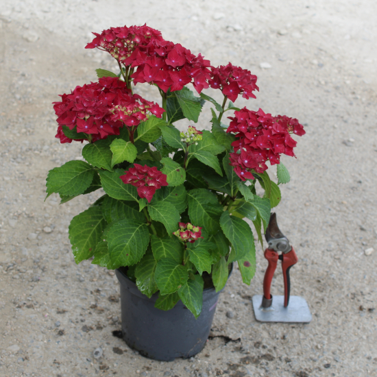 Hortensia 'Leuchtfeuer rouge'