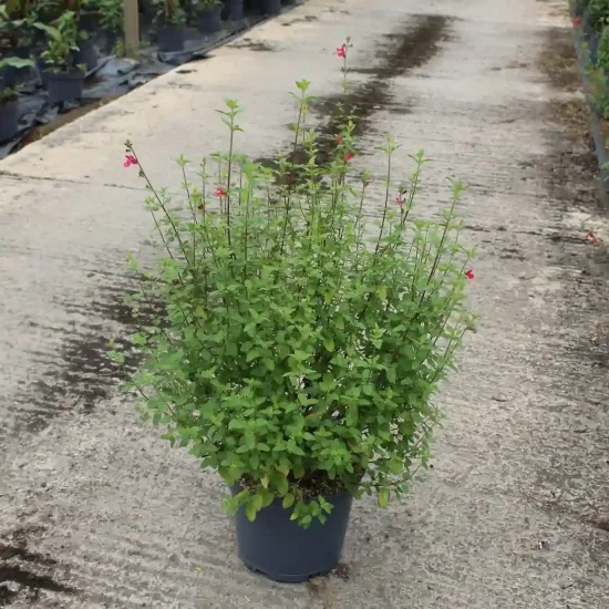Sauge de graham 'Grahamii' (Salvia microphylla) — jeune arbuste buissonnant en pot de pépinière · Pot 7.5L