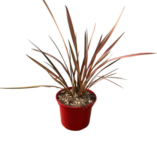 Phormium 'Pink flamingo'