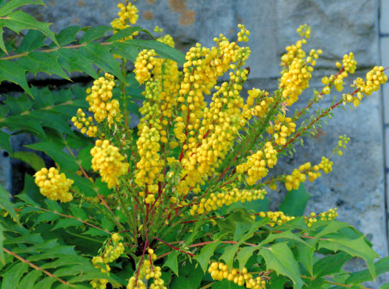 Mahonia à feuillage