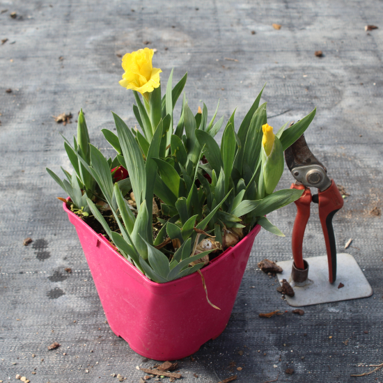 Iris nain 'Brassie jaune'