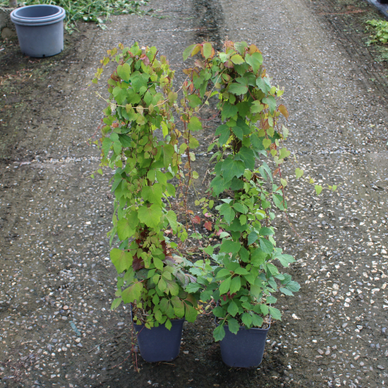 Vigne-vierge à trois pointes 'Veitchii'