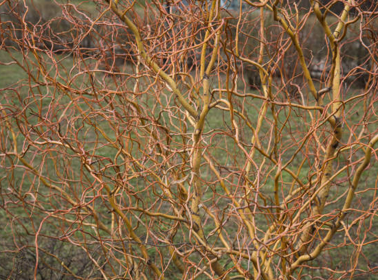 Saule 'Erythroflexuosa'
