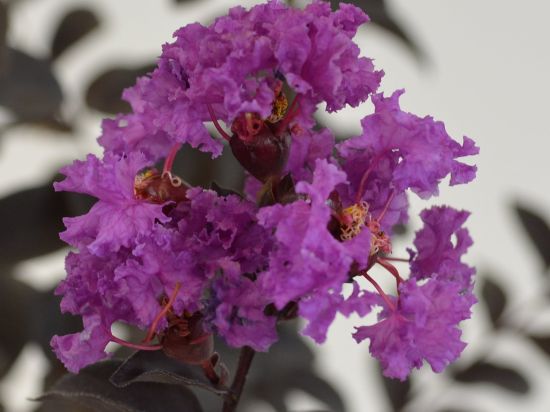 Lilas des indes 'Pure white'