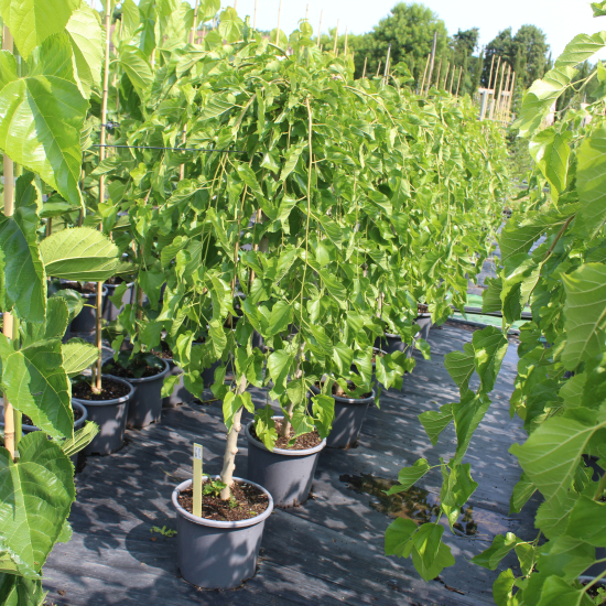 Mûrier pleureur 'Pendula'