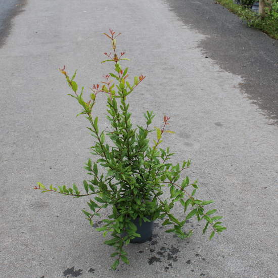 Grenadier à fleurs 'Early'