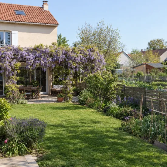 Glycine du japon 'Issai' (Wisteria floribunda) — grappes de fleurs retombantes couvrant pergola de terrasse · Photo d'illustration