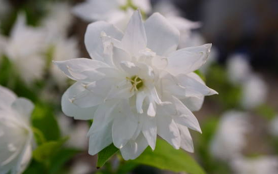 Seringat 'Snowflake'