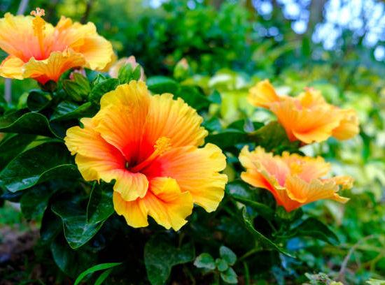 rose de chine jaune