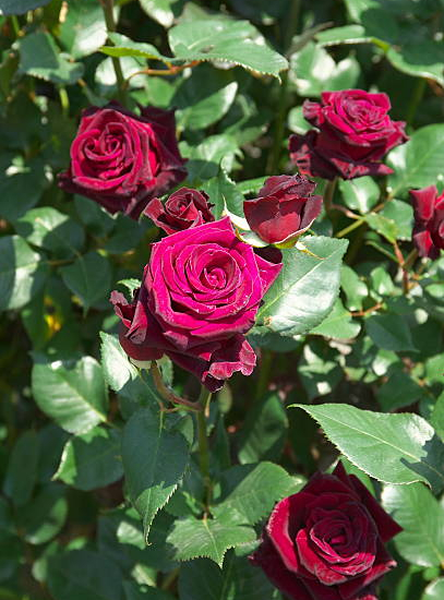 Rosier 'Edith piaf '