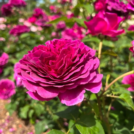 Rosier 'Purple voluptia'