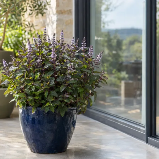 Menthe chocolat 'Chocolate' (Mentha × piperita) — plante aromatique en pot bleu, fleurs violettes · Photo d'illustration