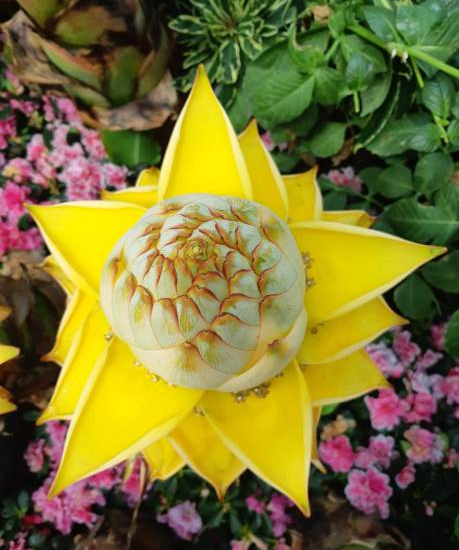 Bananier lotus d'or