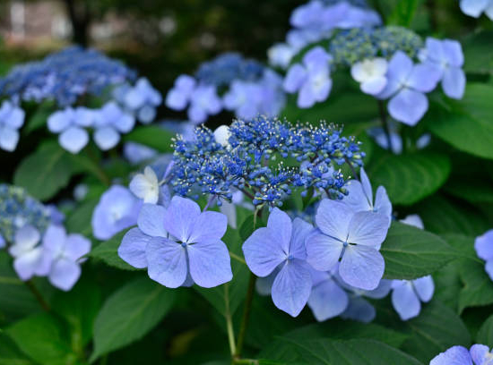 Hortensia 'Zorro bleu'