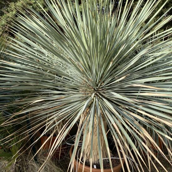 Yucca Rostrata