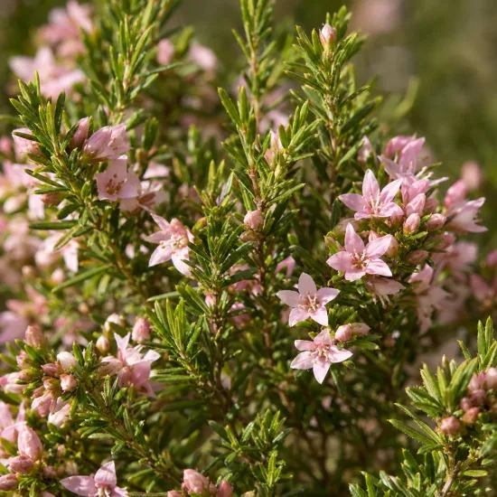 Plante du pêcheur 'Pink foutain' (Diosma hirsuta) — petites fleurs étoilées roses sur feuillage dense · Photo d'illustration