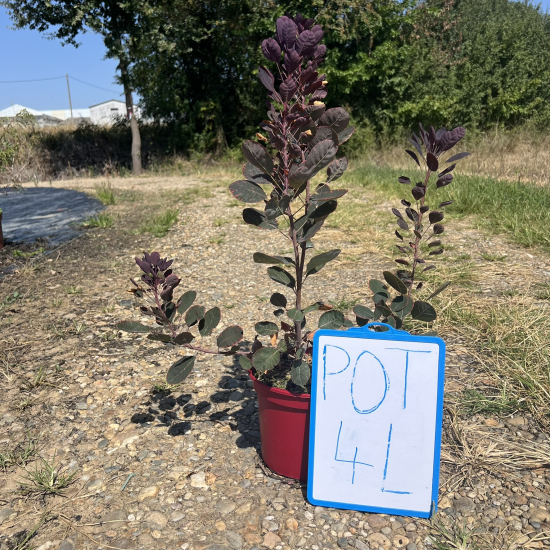 Arbre à perruque 'Lilla'