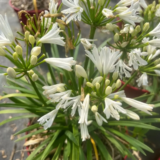 Agapanthe hybride 'Pitchoune blanc'