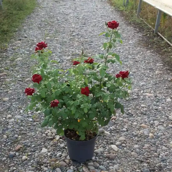 Rosier 'Bertrand amoussou' (Rosa hybrida) — buisson fleuri à grandes roses rouges sur gravier · Pot 7.5L