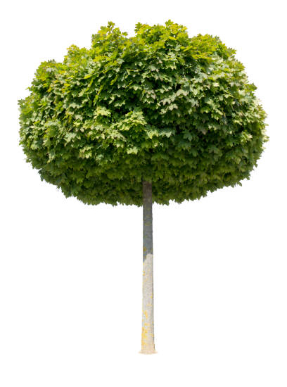 Érable plane 'Globosum '