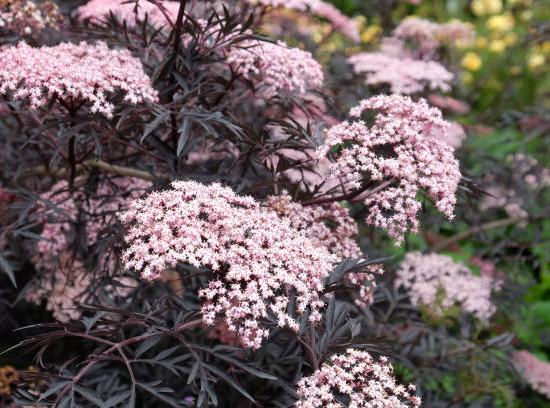 Sureau noir 'Black lace'