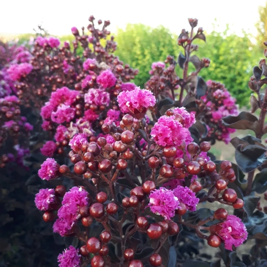 Lilas des indes 'Raspberry sorbet'