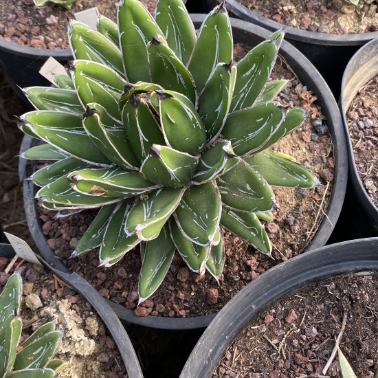Agave  victoria reginae