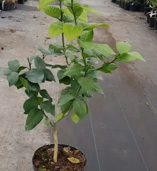 Cédrat rouge 'Pigmentata' (Citrus limonimedica) — jeune arbuste en pot sur sol de pépinière