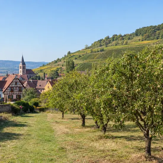 Amandier 'Santa caterina' (Prunus amygdalus) — verger d'arbres alignés devant village et vignoble