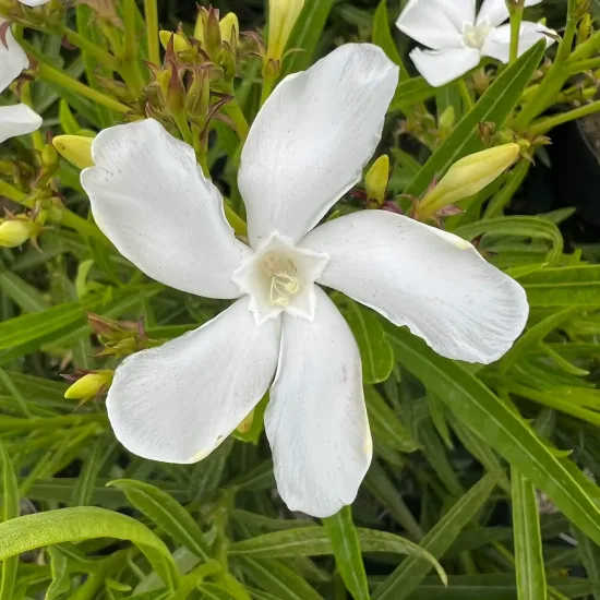 Laurier rose 'Neguev' (Nerium oleander) — gros plan sur une fleur blanche ouverte