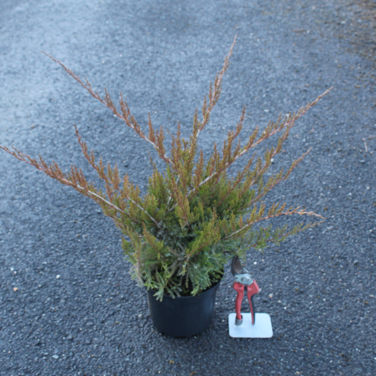 Genévrier 'Mint julep'