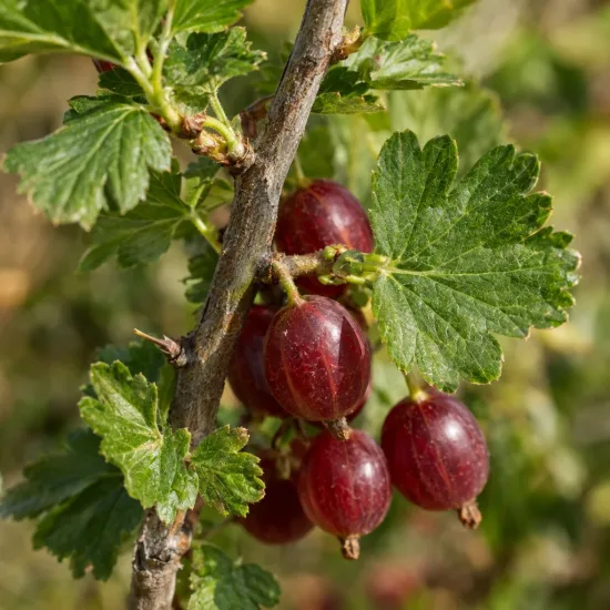 Groseillier 'A maquereaux captivator' (Ribes uva) — grappe de petits fruits rouges sur rameau feuillé · Photo d'illustration