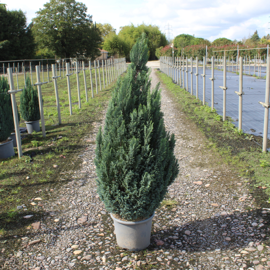 Cyprès de lawson 'Ellwoodii'