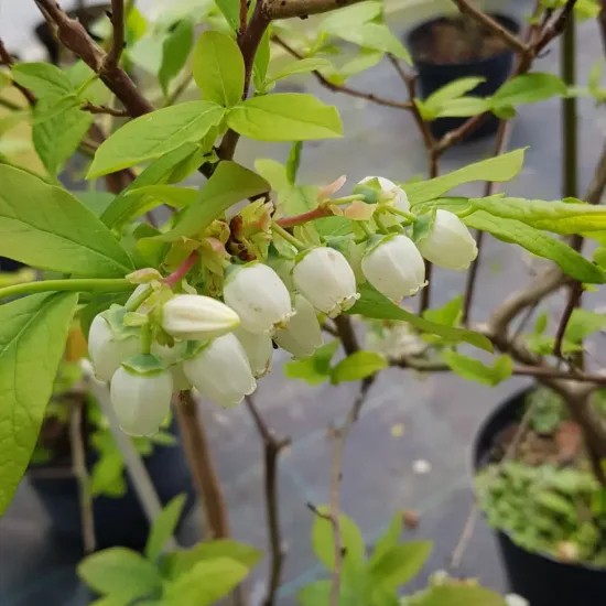 Myrtille arbustive 'Ivanhoe' (Vaccinium corymbosum) — grappes de petites fleurs blanches pendantes