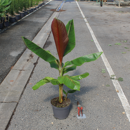 Bananier japonais 'Bengal tiger'