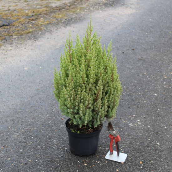 Genévrier de Chine Stricta, Genévrier de Chine colonnaire