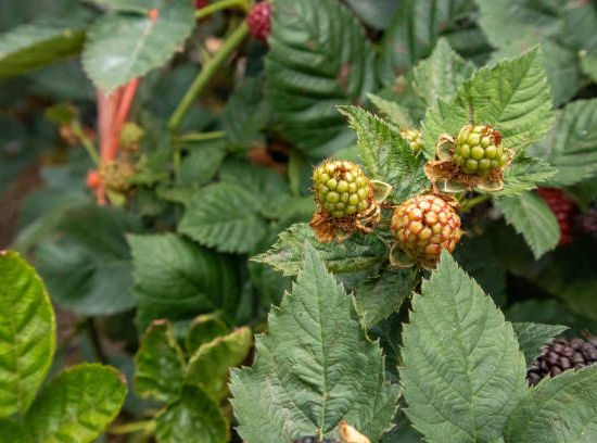 Framboisier 'Autumn sun'