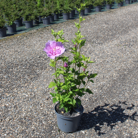 Althéa 'Lavender chiffon'