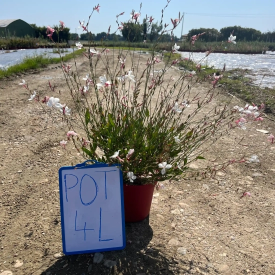 Gaura 'Nova'