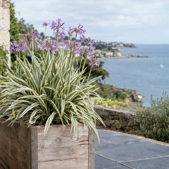 Tulbaghie 'Variegata' (Tulbaghia violacea) — touffe dense au feuillage panaché et fleurs mauves · Photo d'illustration