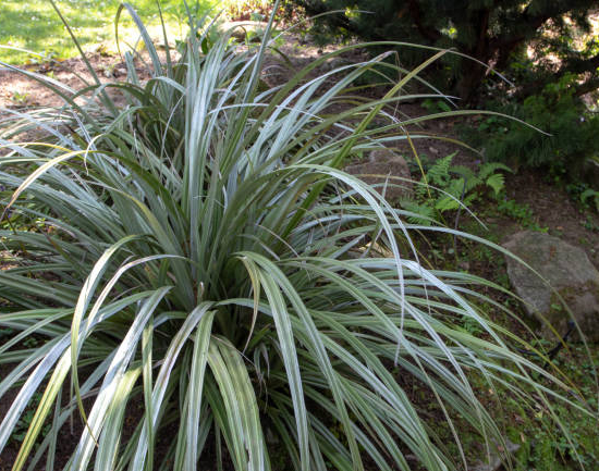 Astelia 'Silver shadow'