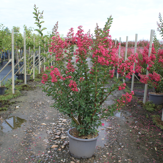 Lilas des indes 'Grand cru'